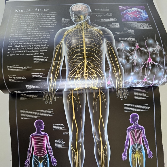 🩻 Atlas Of The Human Body Hardcover Book - Picture 6 of 16